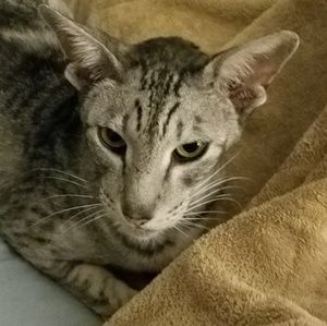 Meet your Posher, Heidi